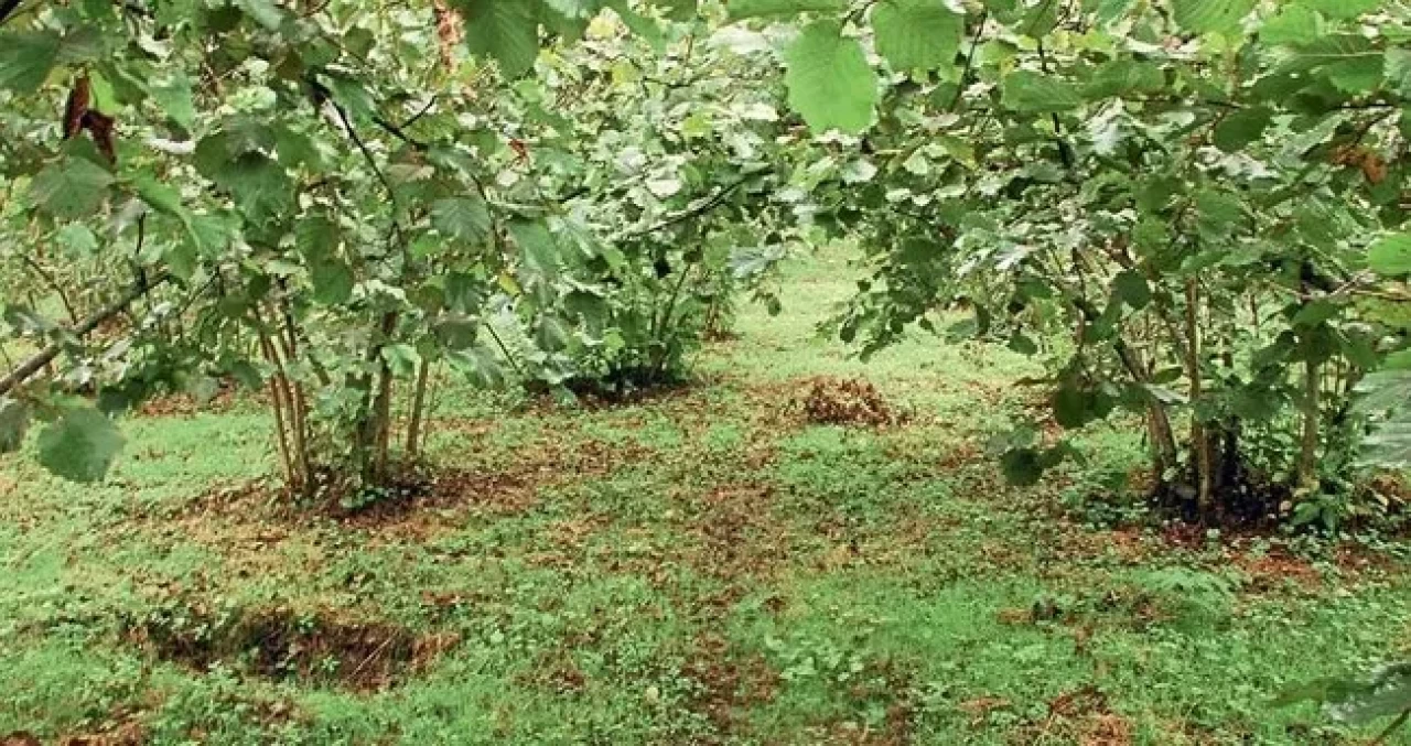 Ordu’da Kokarca İsyanı! Fındıklar Çürümesin Diye Bahçedeki Ağaçlar Kesildi