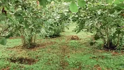 Ordu’da Kokarca İsyanı! Fındıklar Çürümesin Diye Bahçedeki Ağaçlar Kesildi